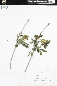 Sambucus racemosa image