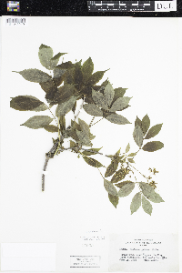 Sambucus racemosa image
