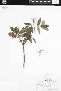 Sambucus racemosa image