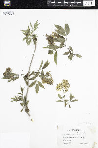 Sambucus racemosa image
