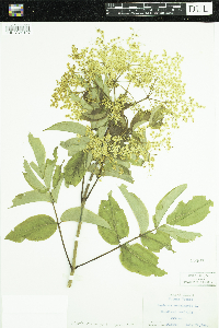 Sambucus nigra image