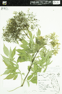 Sambucus nigra image