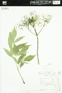 Sambucus nigra image