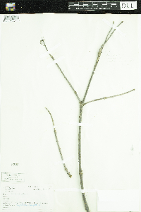 Sambucus racemosa image