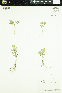Adoxa moschatellina image