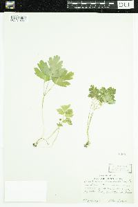 Adoxa moschatellina image