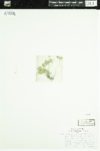 Adoxa moschatellina image