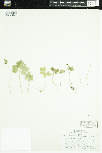 Adoxa moschatellina image