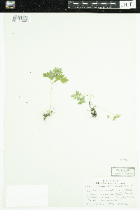 Adoxa moschatellina image