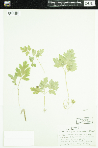 Adoxa moschatellina image