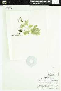 Adoxa moschatellina image