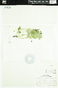 Adoxa moschatellina image