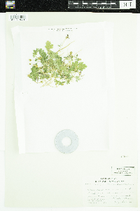 Adoxa moschatellina image