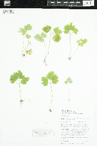 Adoxa moschatellina image