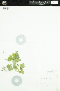 Adoxa moschatellina image