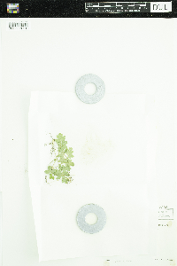 Adoxa moschatellina image