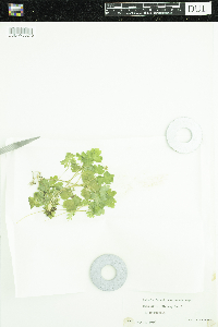 Adoxa moschatellina image