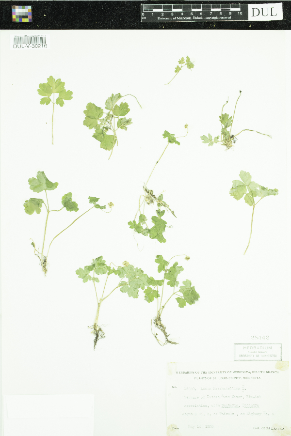Adoxa moschatellina image