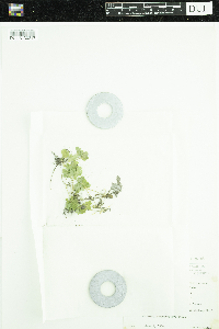 Adoxa moschatellina image