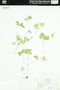 Adoxa moschatellina image