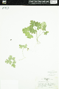 Adoxa moschatellina image