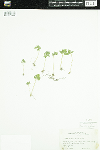 Adoxa moschatellina image