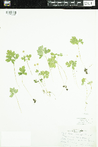 Adoxa moschatellina image