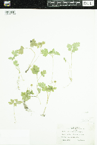 Adoxa moschatellina image