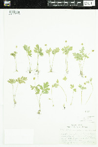 Adoxa moschatellina image