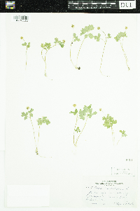 Adoxa moschatellina image