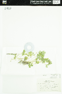 Adoxa moschatellina image