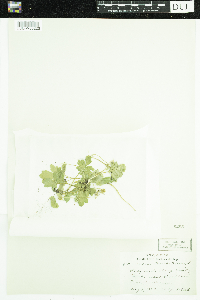 Adoxa moschatellina image