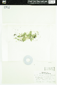 Adoxa moschatellina image