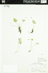 Adoxa moschatellina image