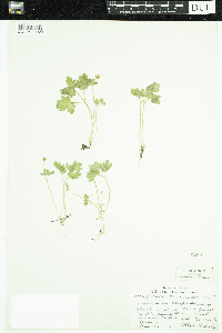 Adoxa moschatellina image