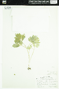 Adoxa moschatellina image