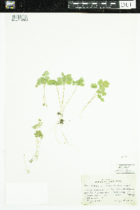 Adoxa moschatellina image