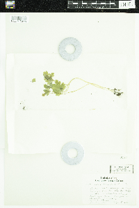 Adoxa moschatellina image