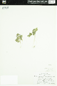 Adoxa moschatellina image