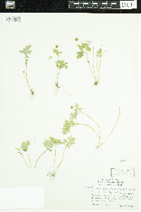Adoxa moschatellina image