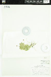 Adoxa moschatellina image