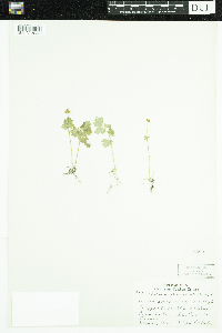 Adoxa moschatellina image