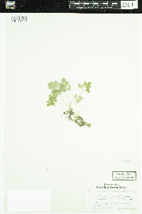 Adoxa moschatellina image