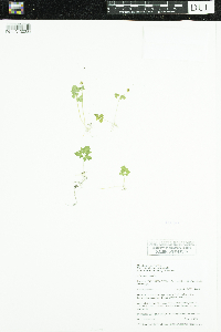 Adoxa moschatellina image