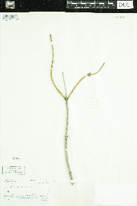 Sambucus nigra image