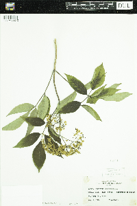 Sambucus nigra image