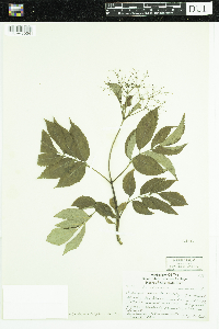 Sambucus nigra image