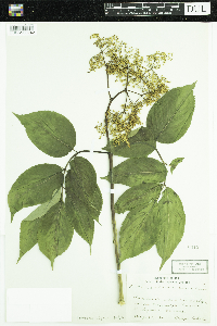 Sambucus nigra image