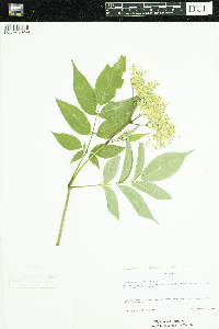 Sambucus nigra image