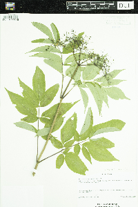 Sambucus nigra image